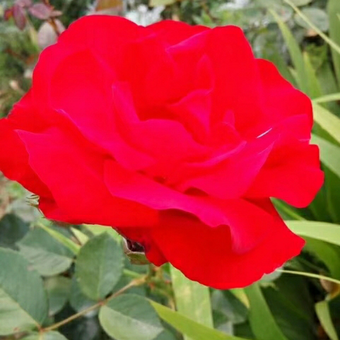 襄阳小白兔人力资源服务有限公司